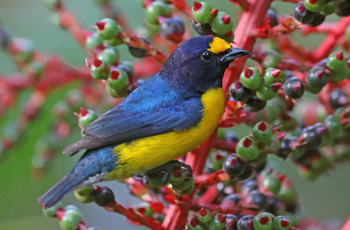 White-vented Euphonia - ML623934966