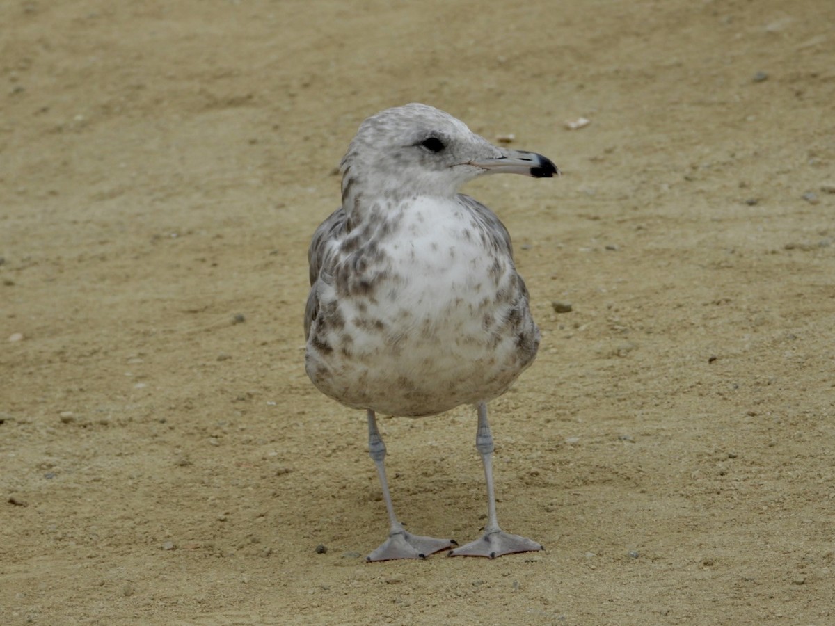 California Gull - ML623934967