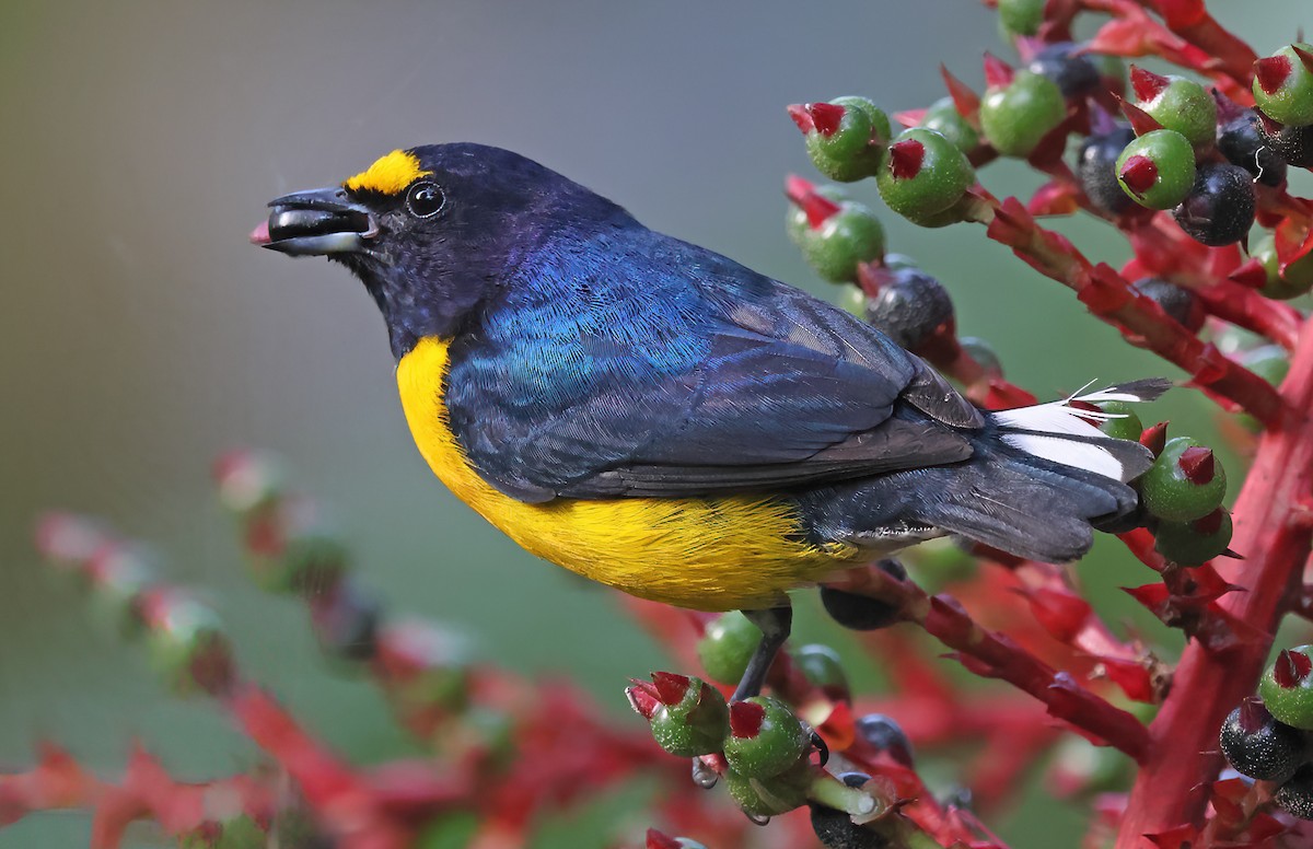 White-vented Euphonia - ML623934969