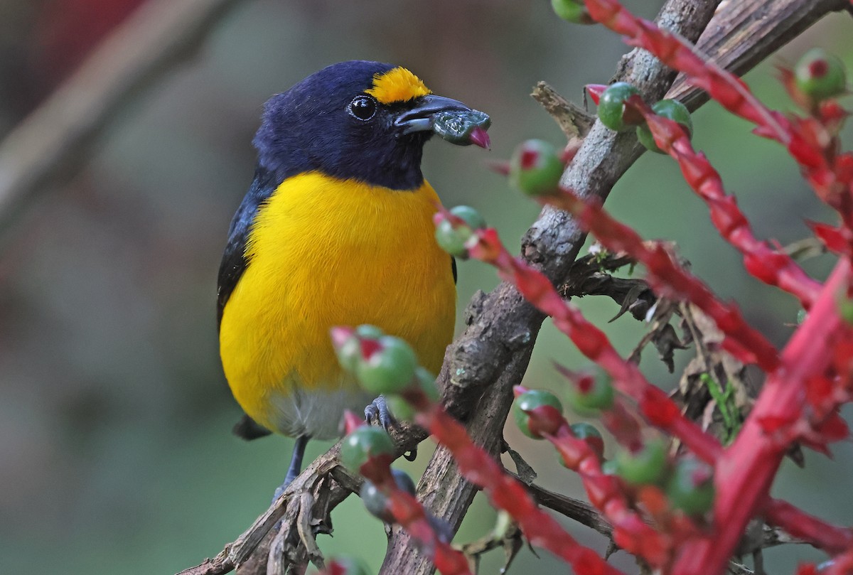 White-vented Euphonia - ML623934973