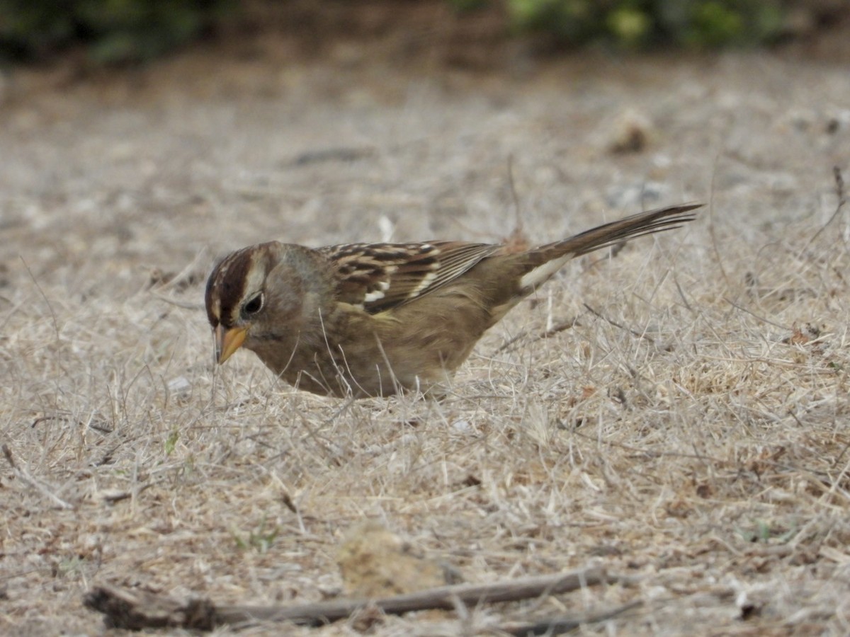 White-crowned Sparrow - ML623934975