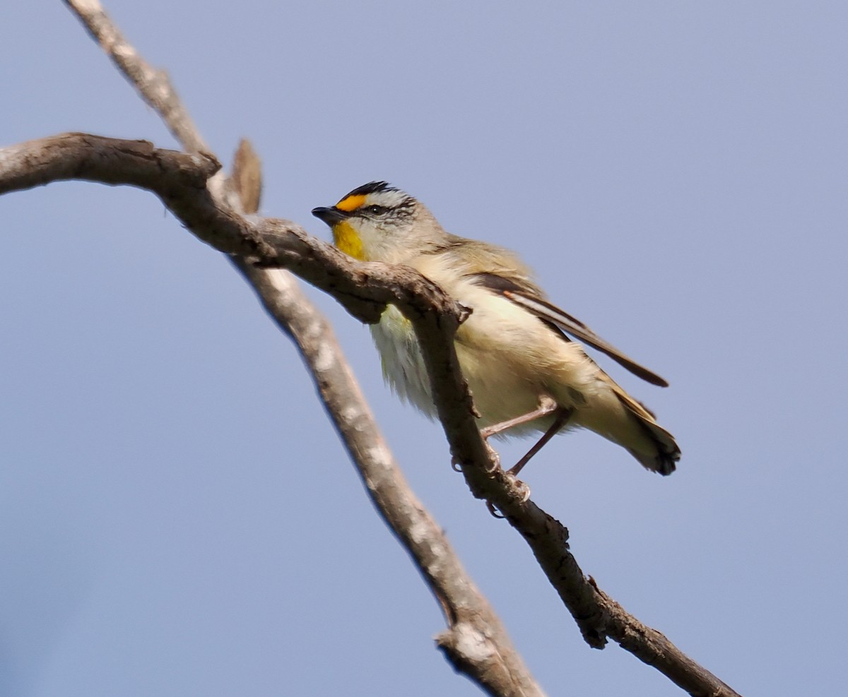 Striated Pardalote (Striated) - Ken Glasson