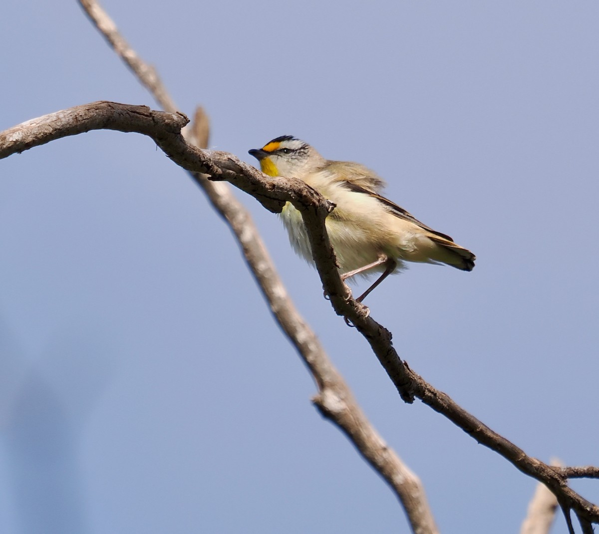 Striated Pardalote (Striated) - ML623934986