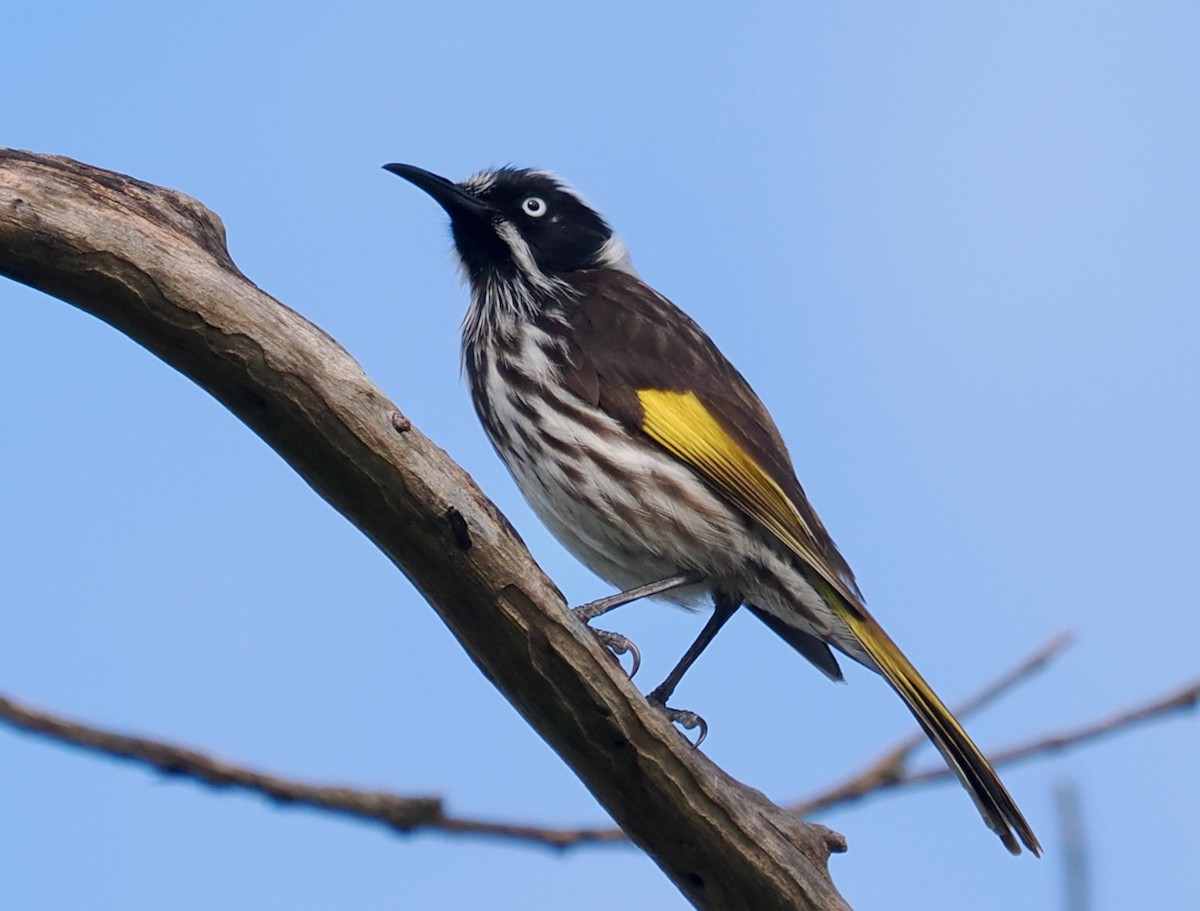 New Holland Honeyeater - ML623935013