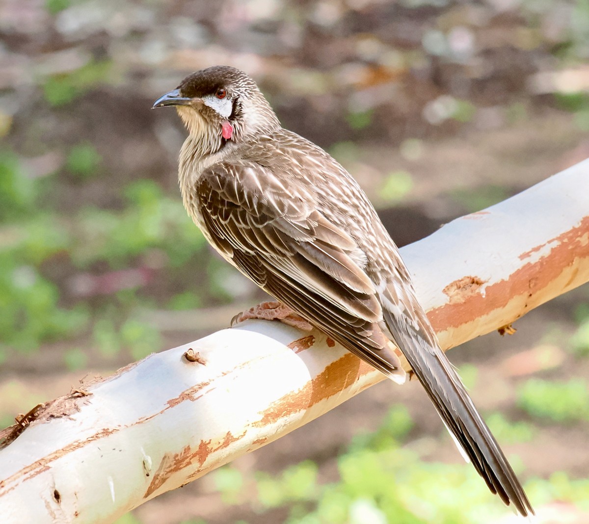 Red Wattlebird - ML623935018