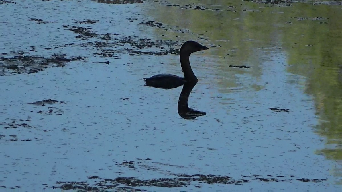 Pied-billed Grebe - Bruce Schine