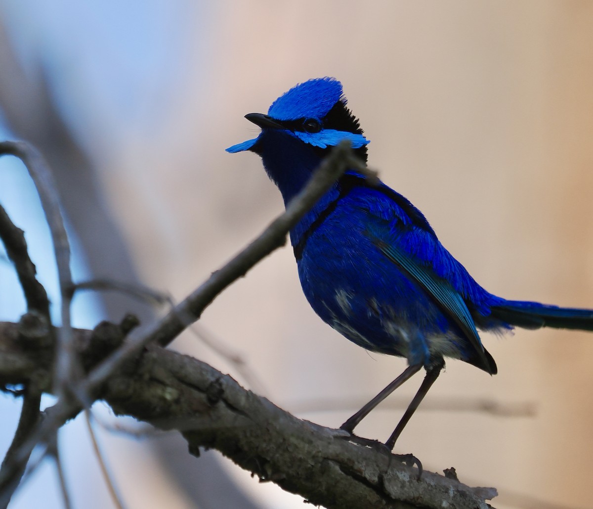 Splendid Fairywren - ML623935032