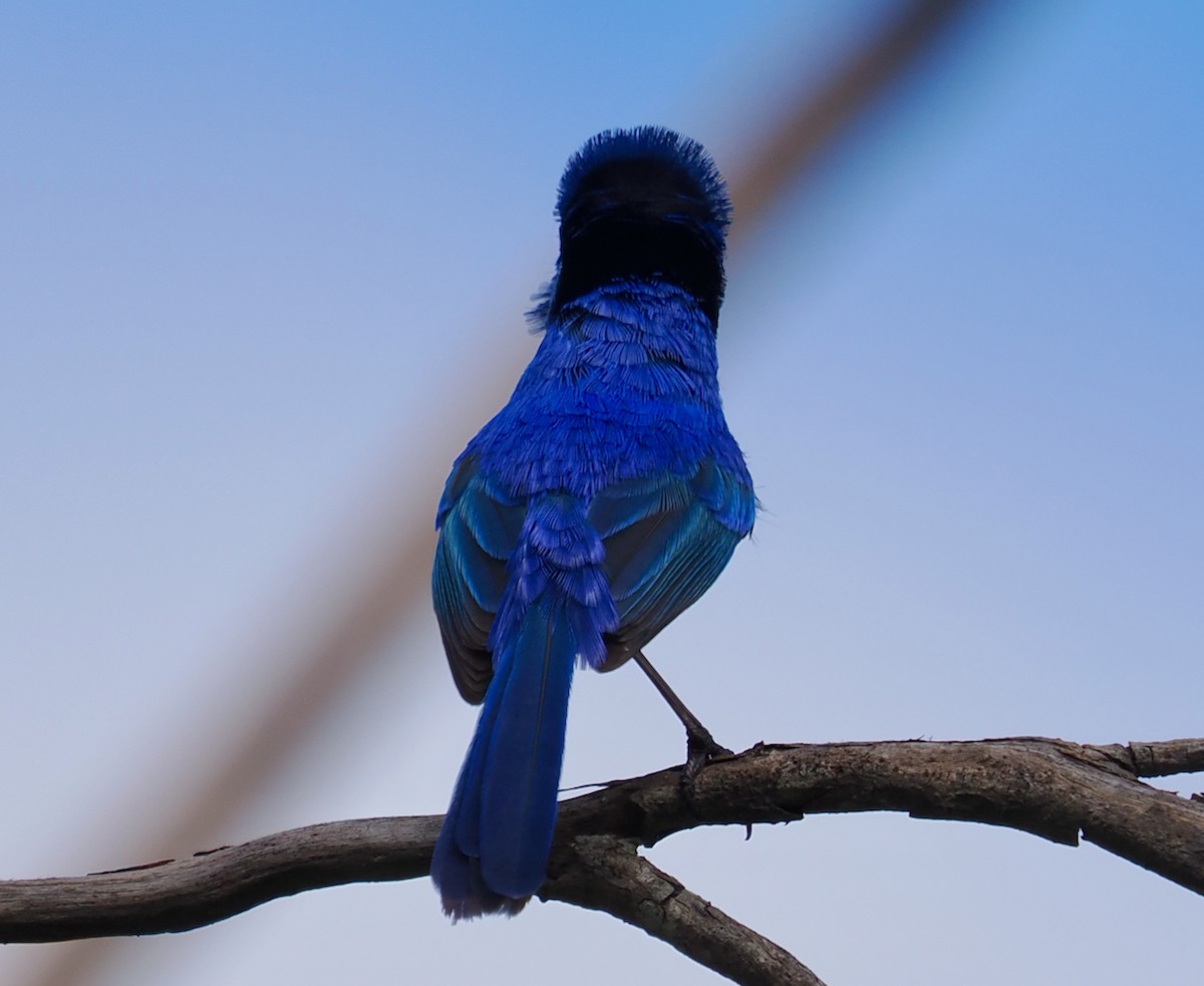 Splendid Fairywren - ML623935034