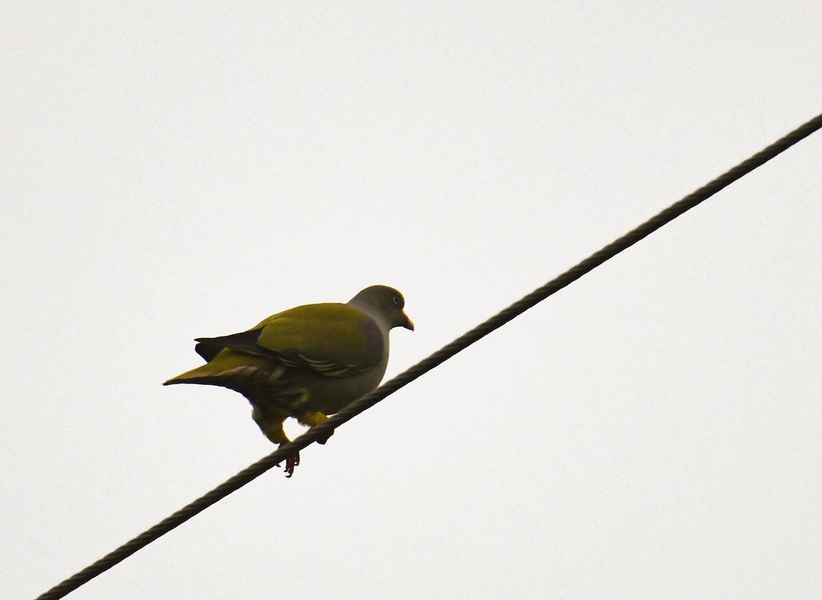 African Green-Pigeon - ML623935045