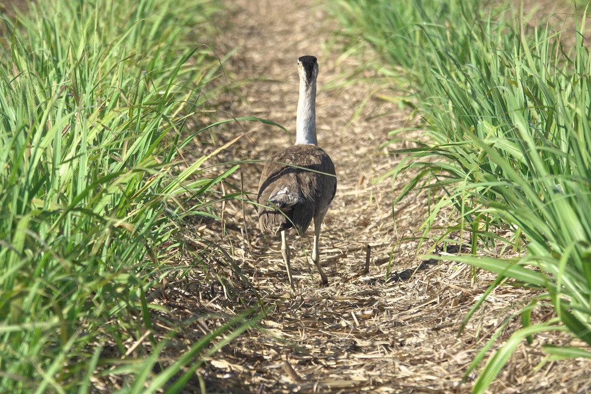 Australian Bustard - Cynthia Su