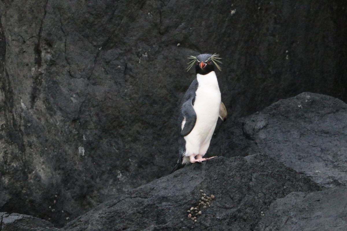 Southern Rockhopper Penguin - ML623935052