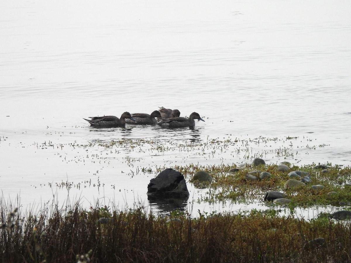 Northern Pintail - ML623935068