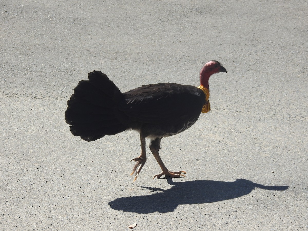 Australian Brushturkey - ML623935098