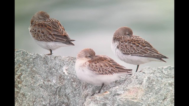 Western Sandpiper - ML623935105