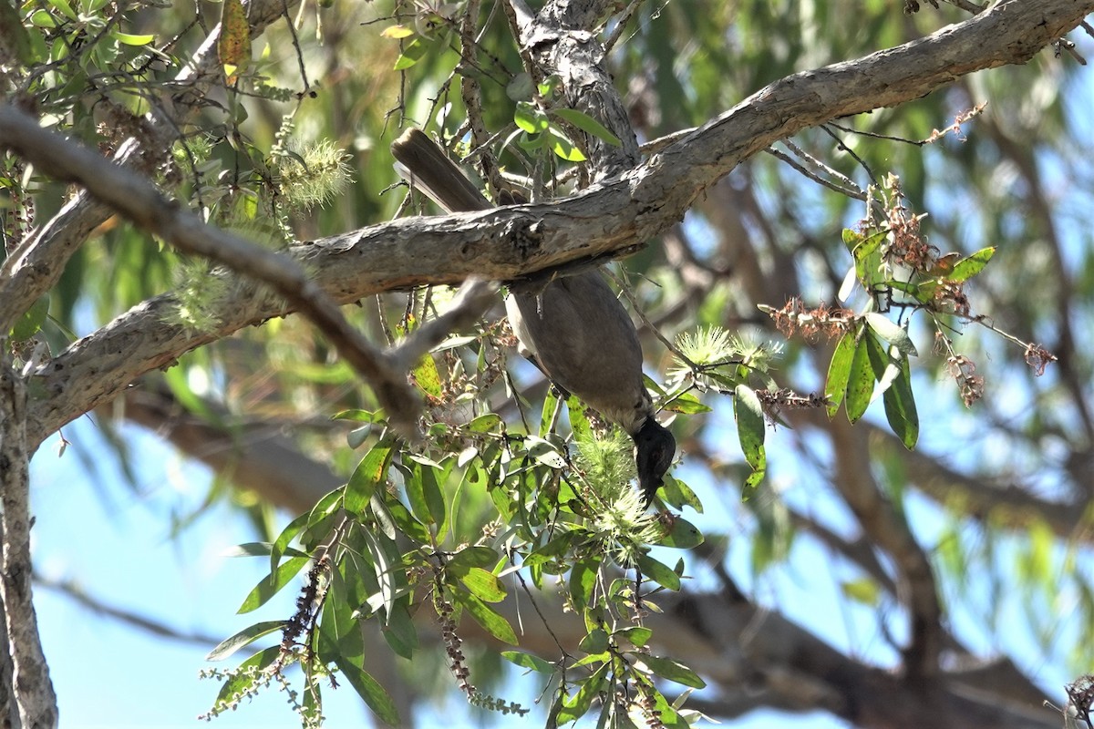 Noisy Friarbird - Cynthia Su