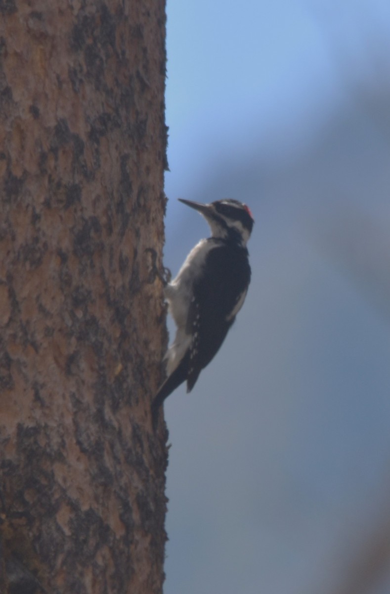 Hairy Woodpecker - Old Sam Peabody