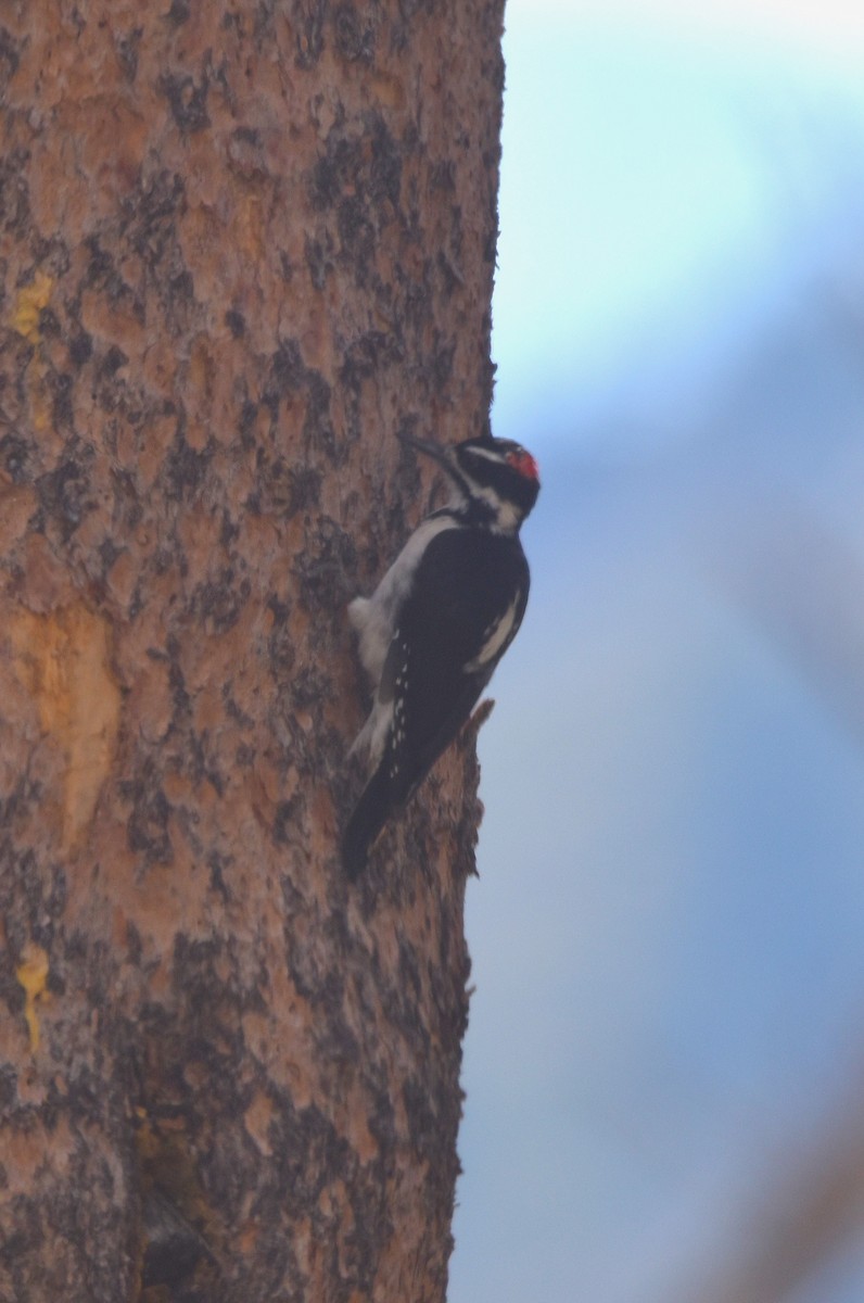 Hairy Woodpecker - ML623935119