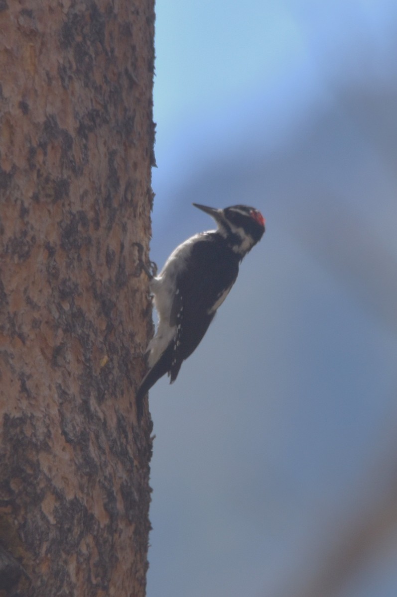 Hairy Woodpecker - ML623935120