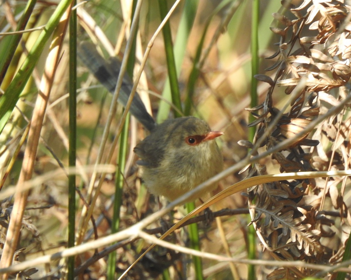 Variegated Fairywren - ML623935129