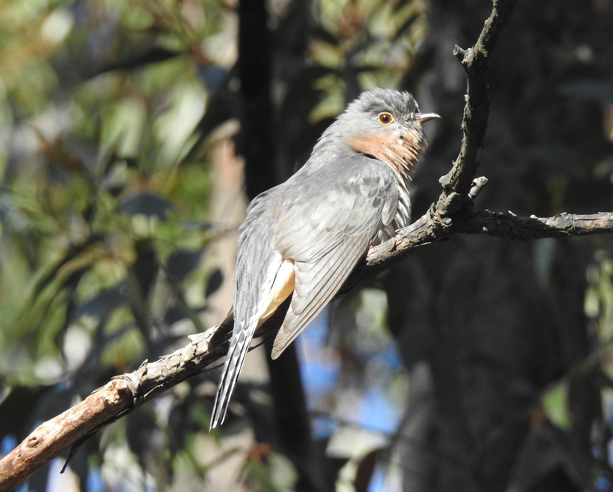 Fan-tailed Cuckoo - ML623935153