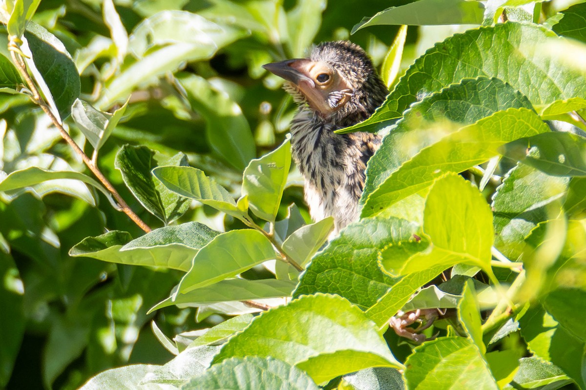 Red-winged Blackbird - ML623935167