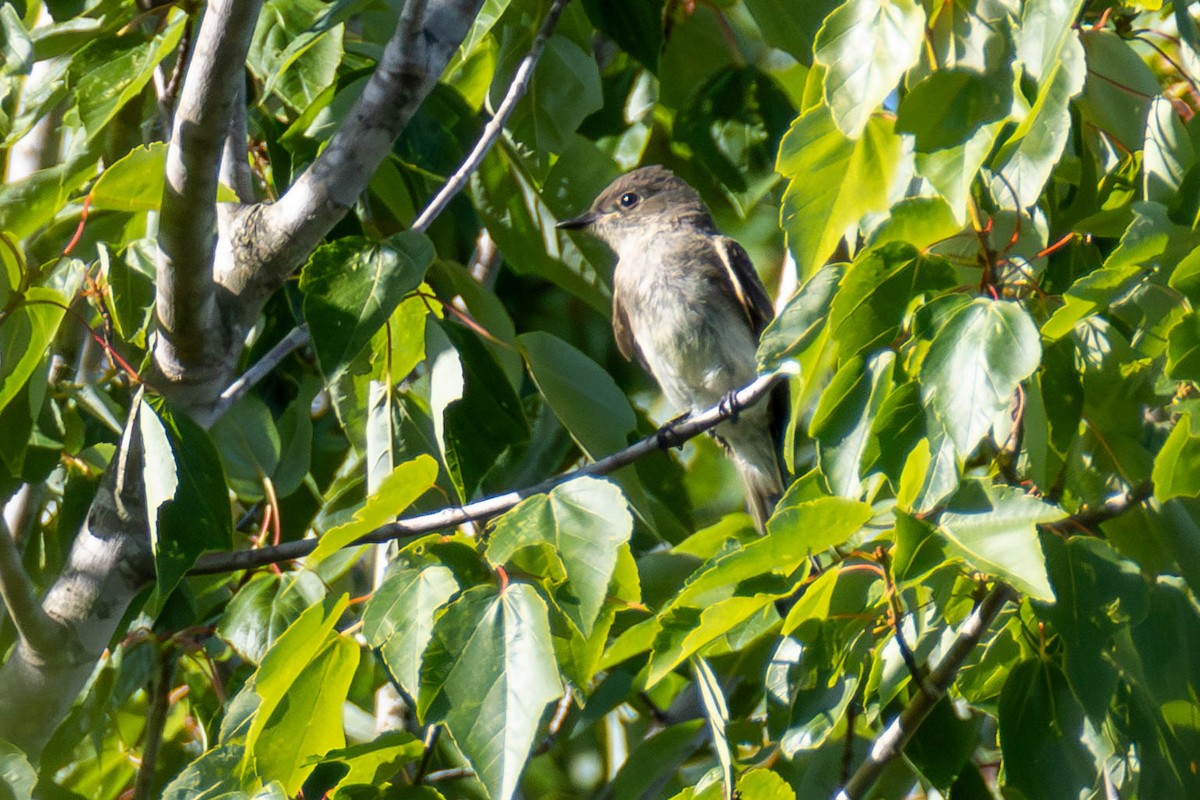 Eastern Phoebe - ML623935168