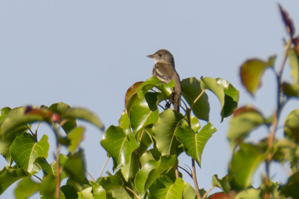 Willow Flycatcher - ML623935169