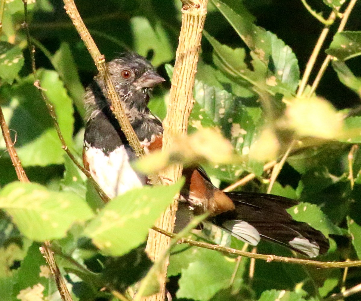 Spotted Towhee - ML623935176