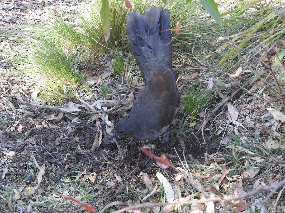 Superb Lyrebird - ML623935195