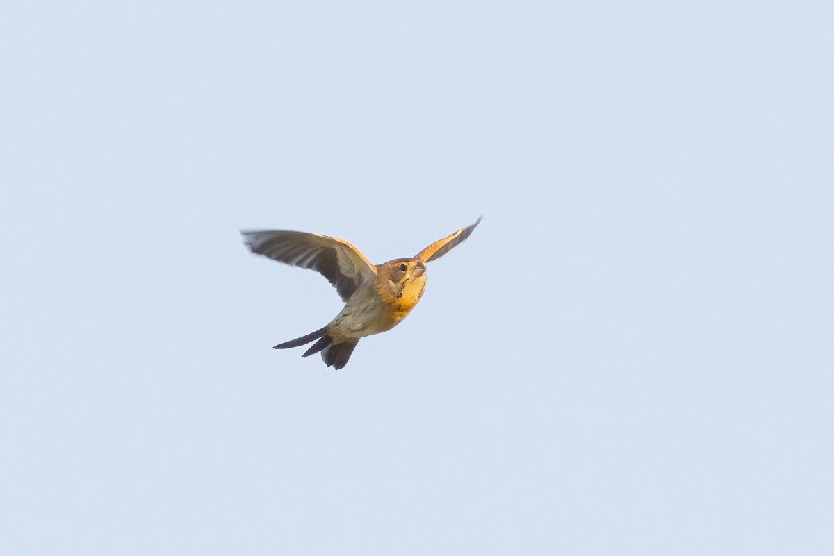 Dickcissel - ML623935196