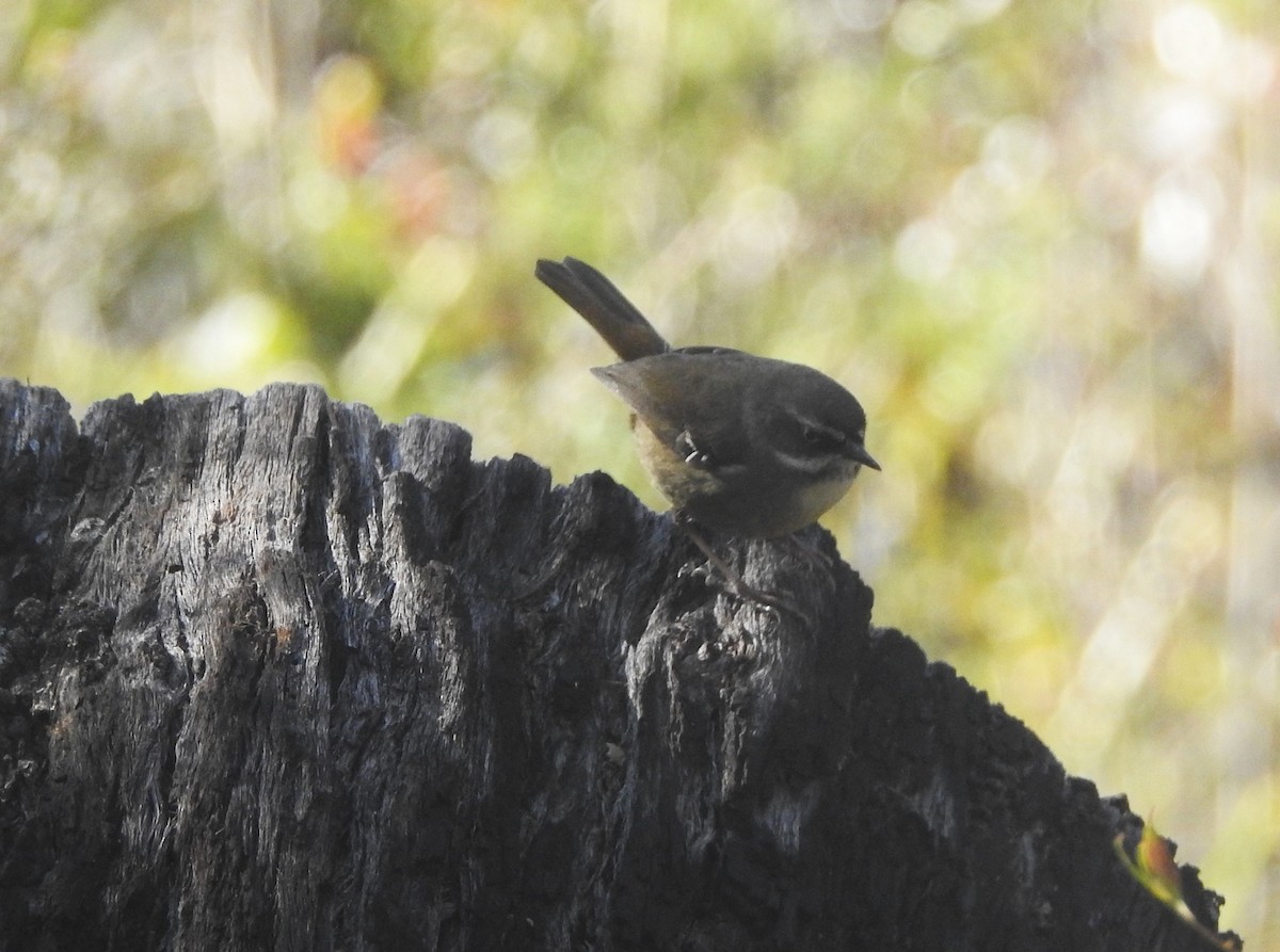 White-browed Scrubwren - ML623935197