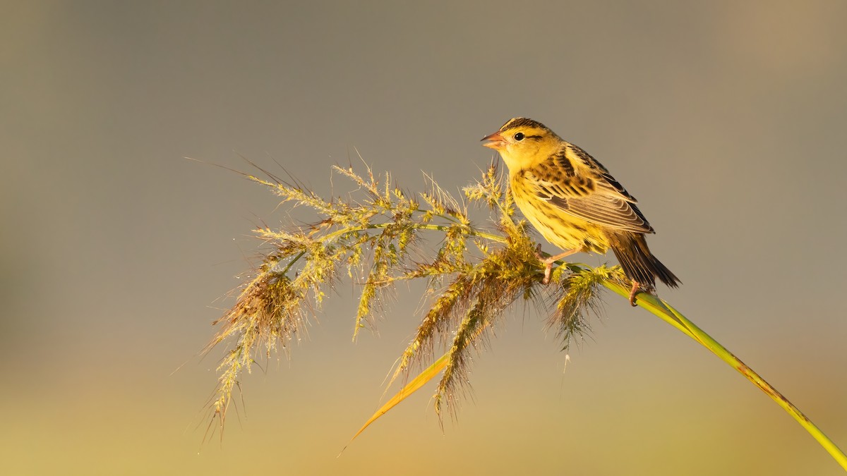 Bobolink - ML623935201