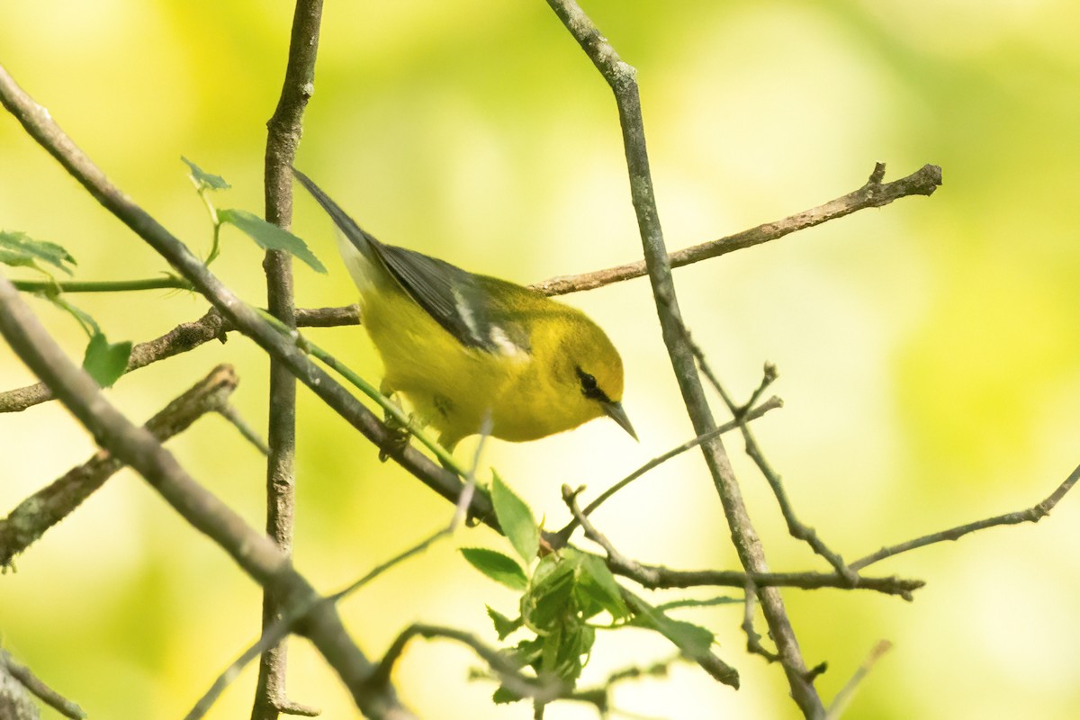 Blue-winged Warbler - ML623935202