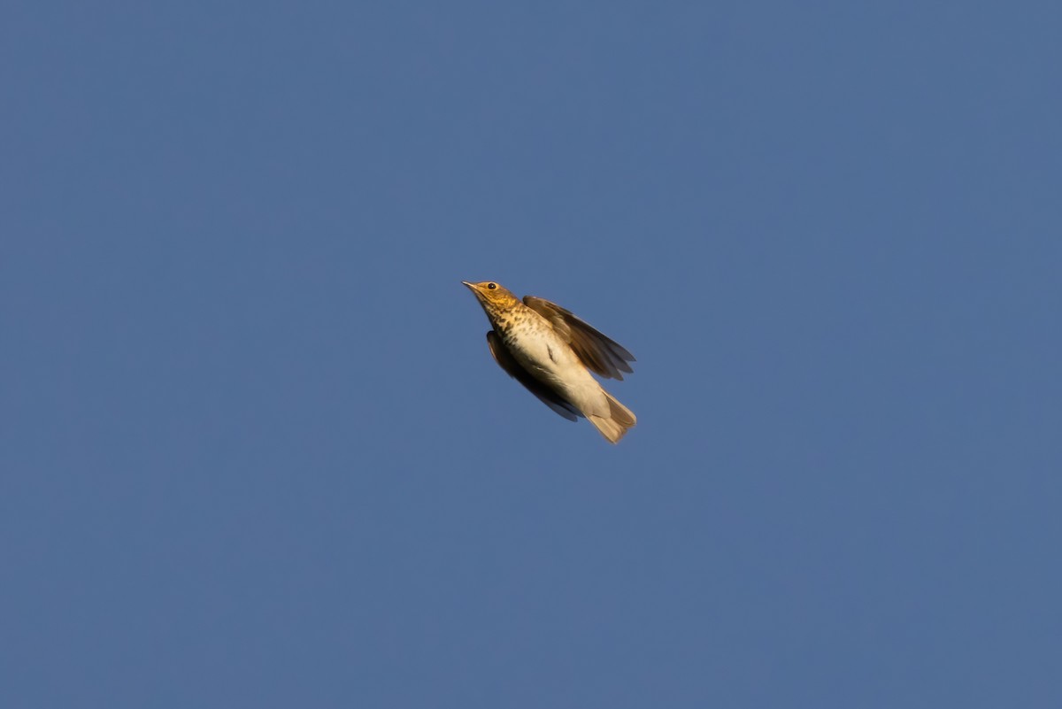 Swainson's Thrush - ML623935203