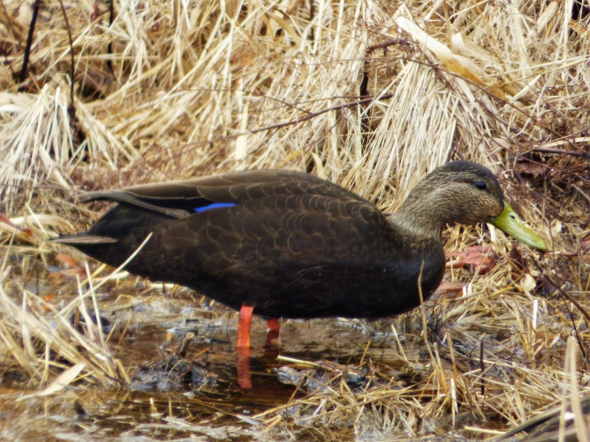 American Black Duck - ML623935210