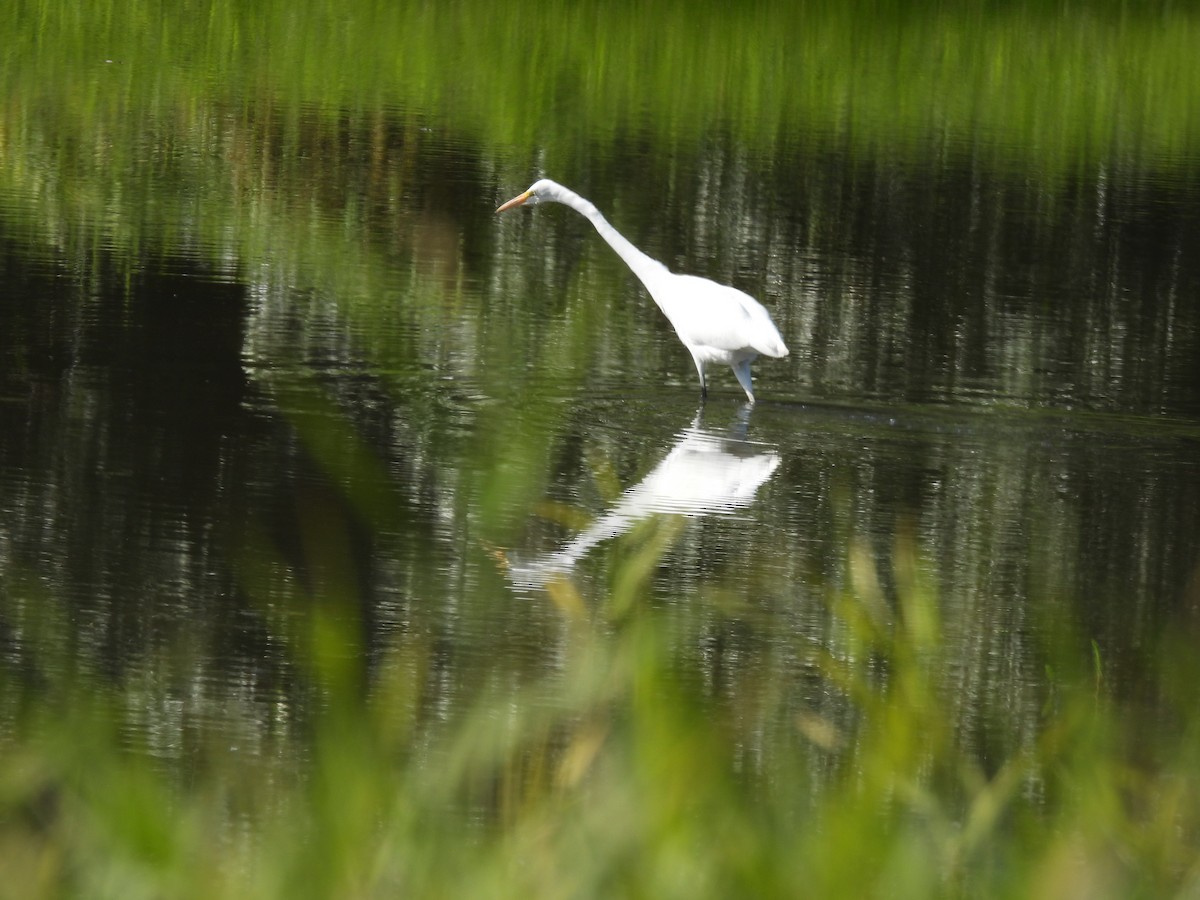 Great Egret - Robert Leonhardt