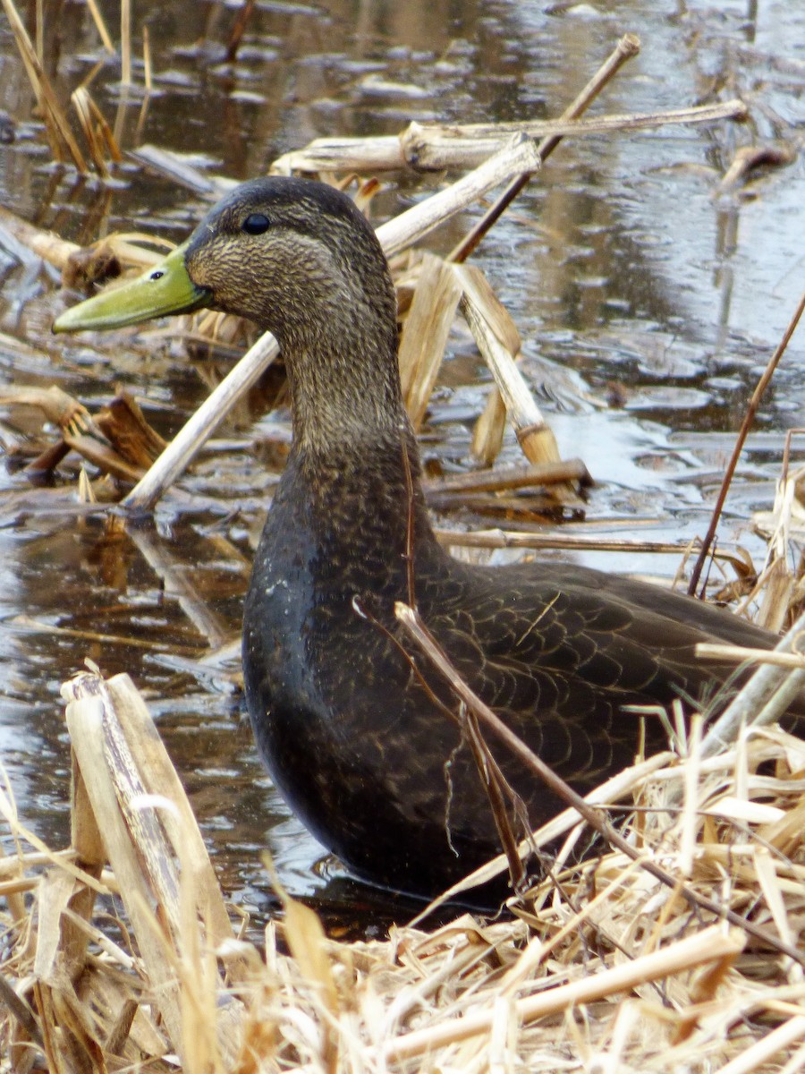 American Black Duck - ML623935214