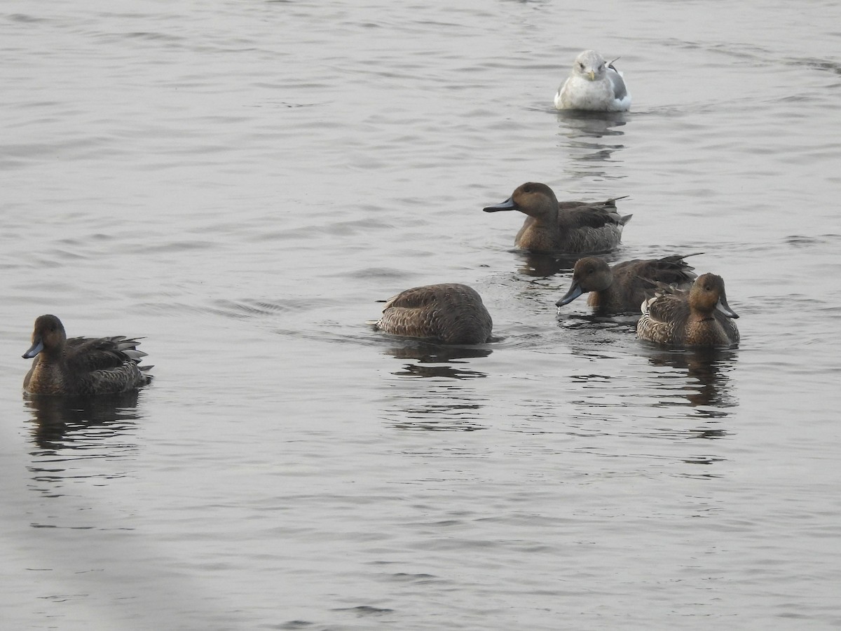 Northern Pintail - ML623935226