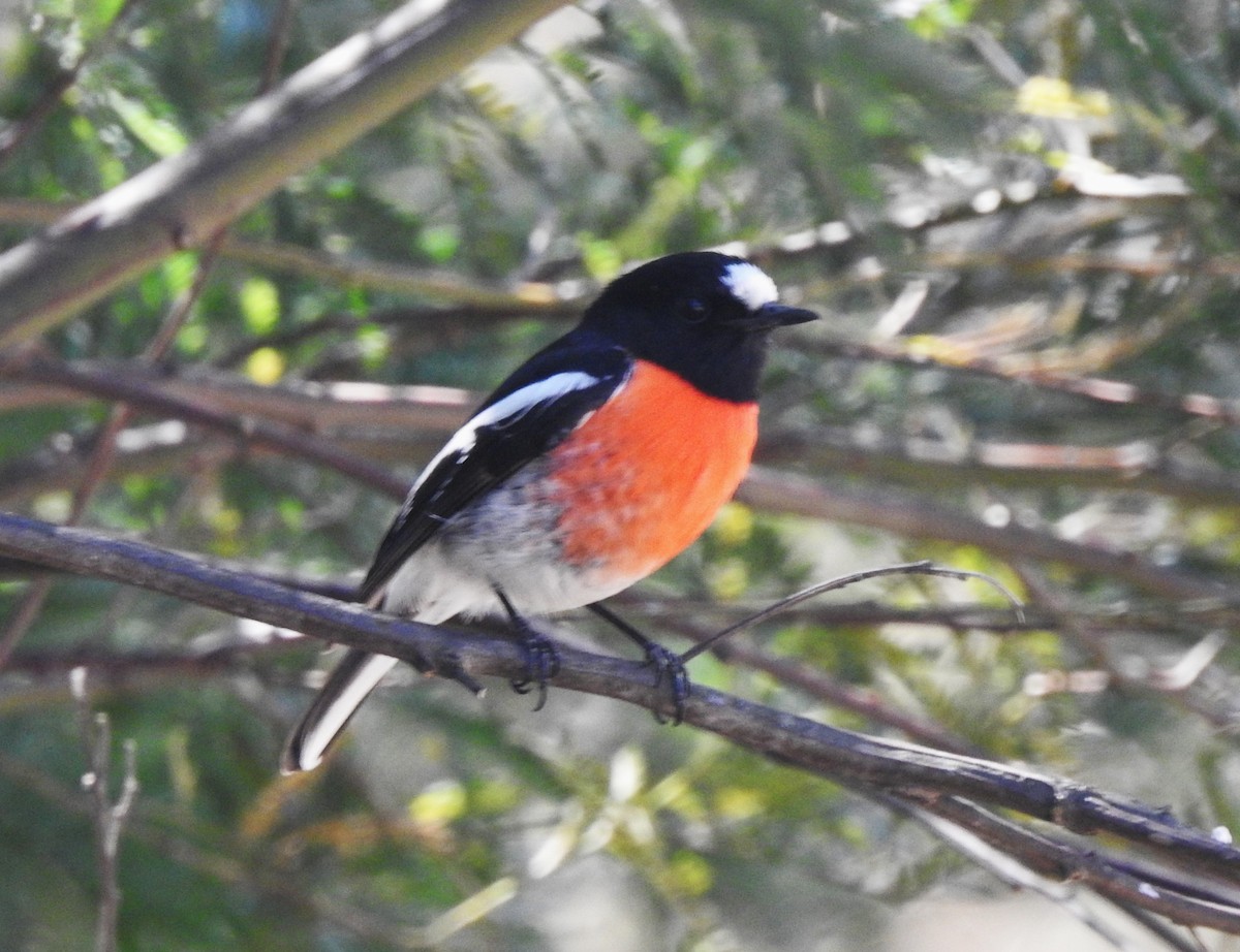 Scarlet Robin - Mark Ley