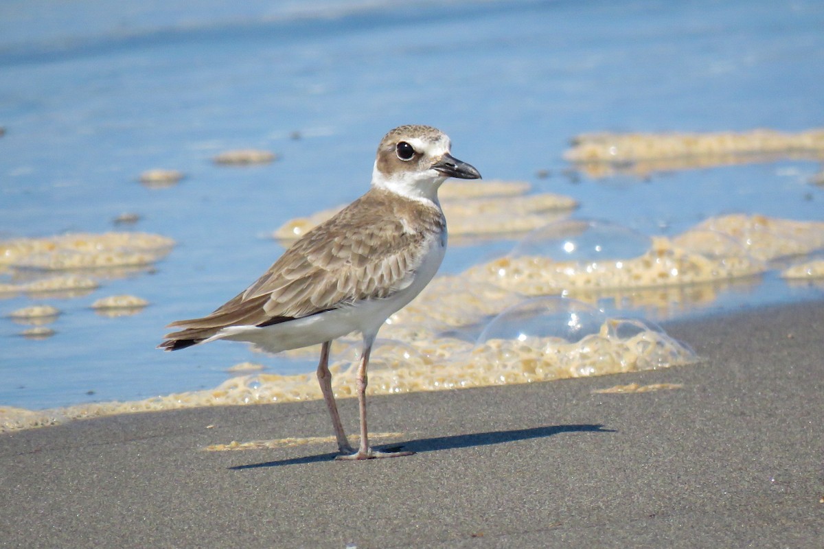 Wilson's Plover - ML623935231