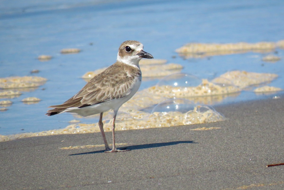 Wilson's Plover - ML623935232