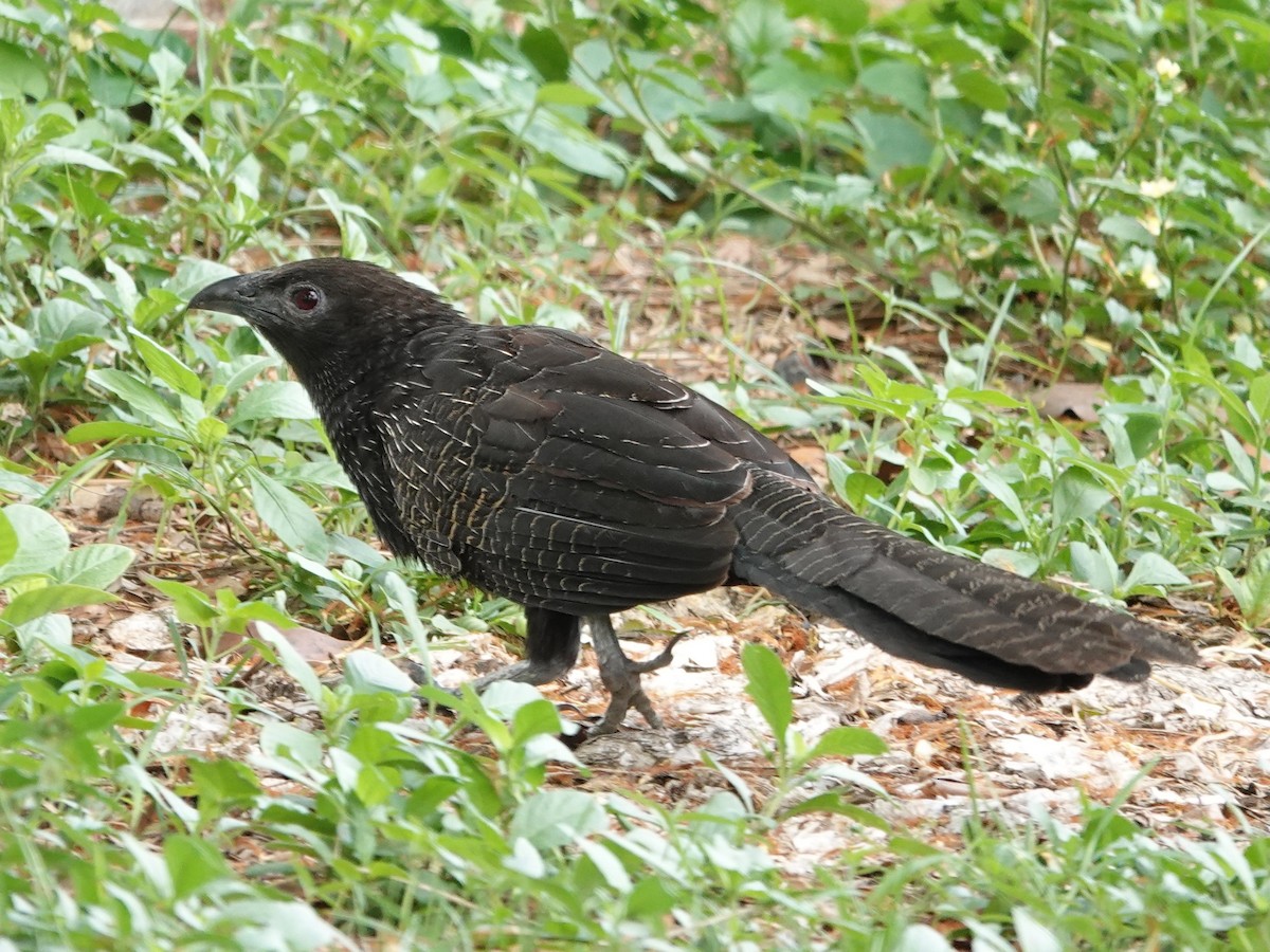 Pheasant Coucal (Pheasant) - ML623935254