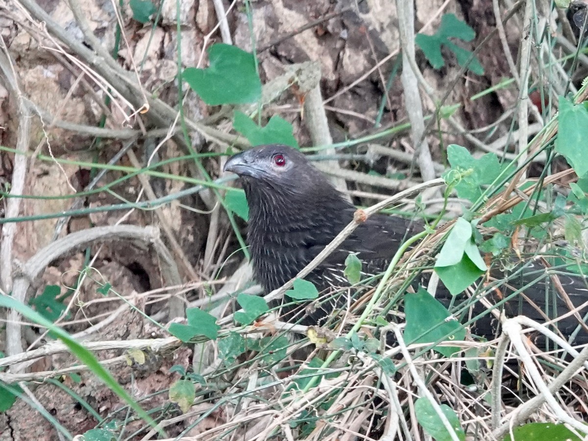 Pheasant Coucal (Pheasant) - Whitney Mortimer