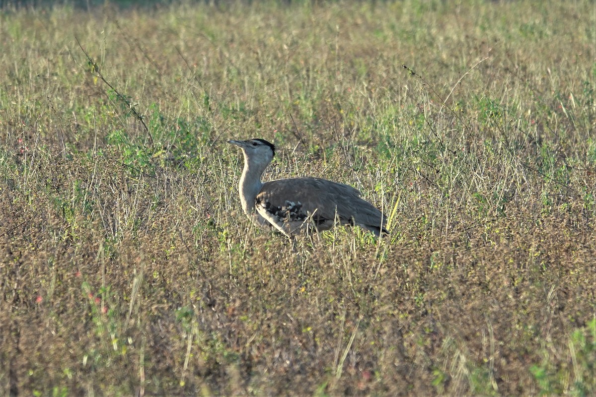 Australian Bustard - ML623935263