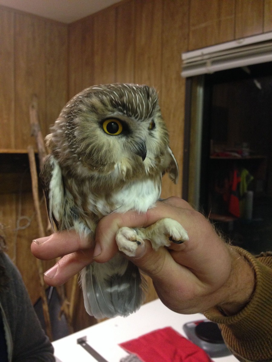 Northern Saw-whet Owl - ML623935278