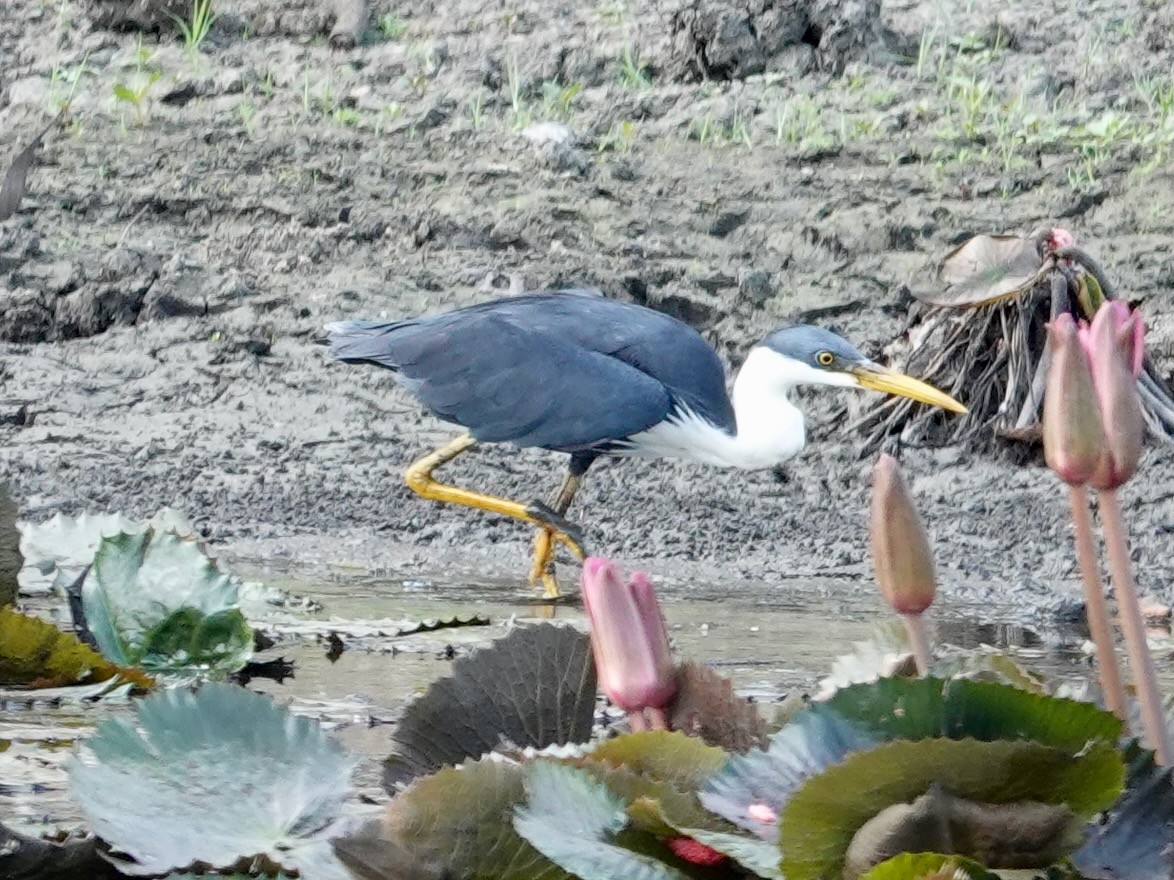 Pied Heron - ML623935282