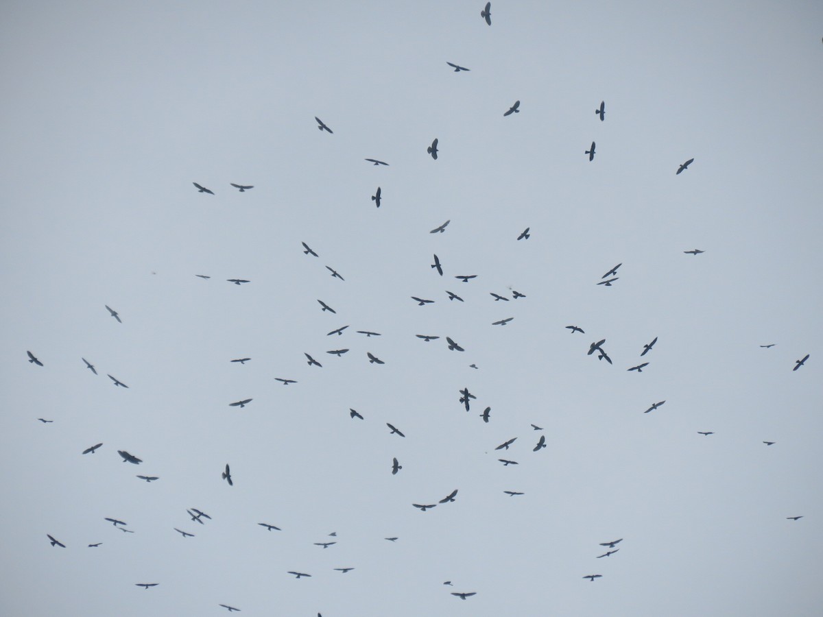 Mississippi Kite - ML623935291