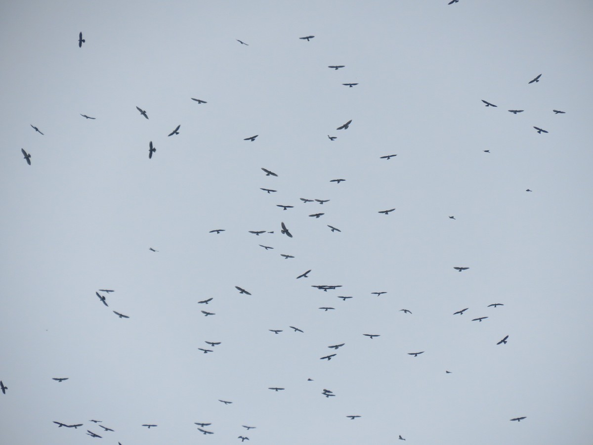 Mississippi Kite - ML623935293