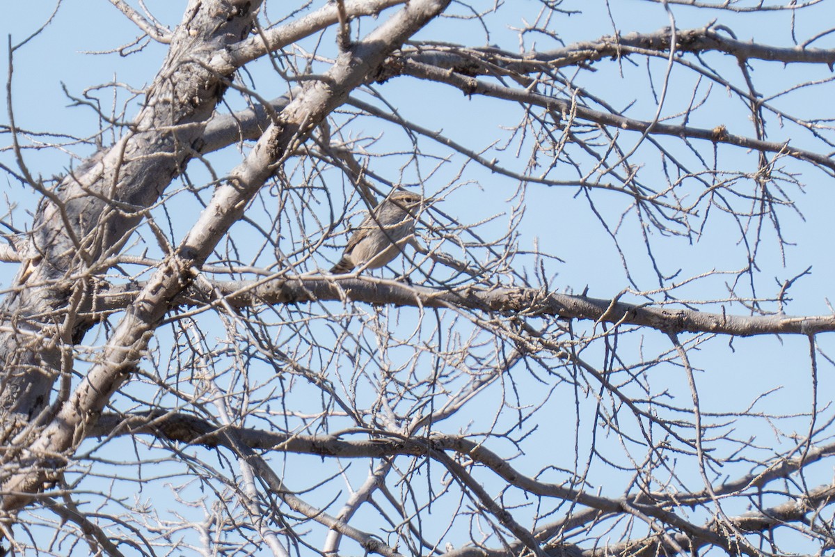 Rock Wren - Robert Raker