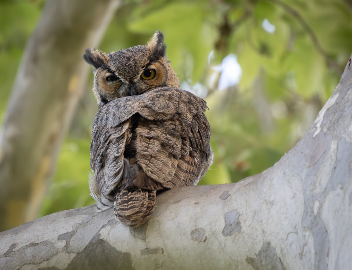 Great Horned Owl - ML623935298